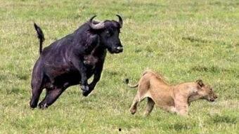 水牛配方爆料视频大全,全方位解析爆料视频大全